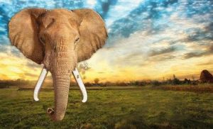 Puzzle i am elefant - słoń